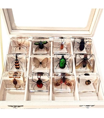 Amazon | 本物の昆虫樹脂標本、絶妙な動物標本ギフトセット